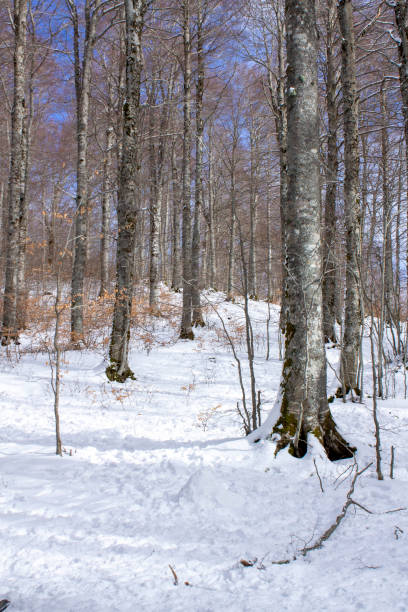 snowy winter in Forca d'Acero