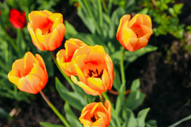 Blooming orange varietal tulips close-up, floral background