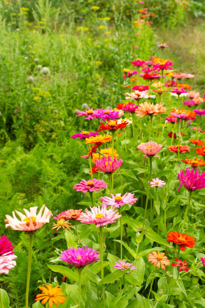 istock Colorful zinnia flowers 2157163452