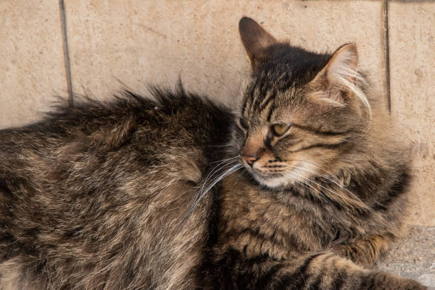 istock Street stray cat closeup 2157163718