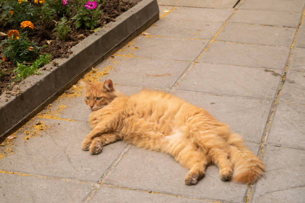 istock Street stray cat closeup 2157163738