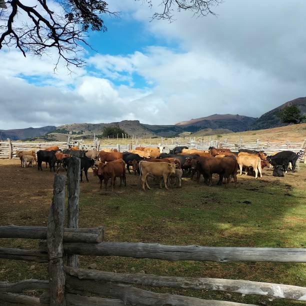 istock Cattle on the Patagonia 2157163892