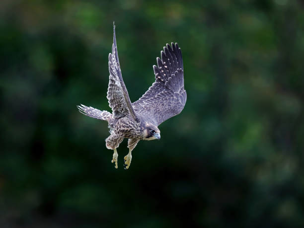 istock Peregrine falcon (Falco peregrinus) 2157164260