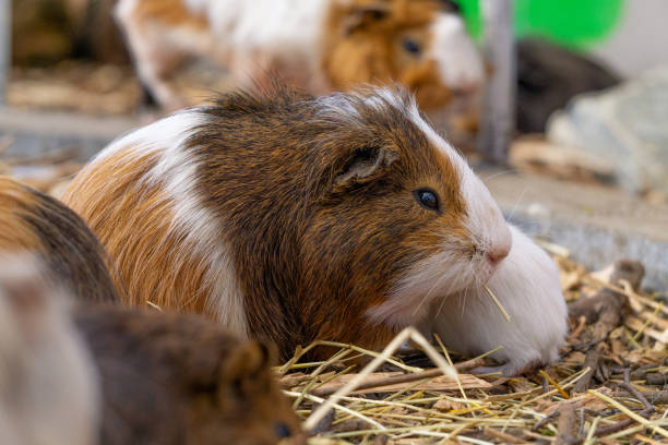 istock guinea pig portrait from the side 2157164394