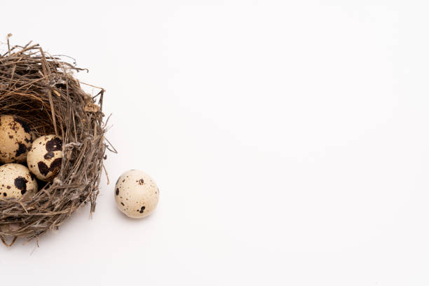 Partial view of bird nest with three eggs inside and one outside seen from above with white background