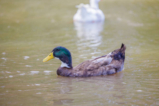 istock Morocco duck (Anas platyrhynchos) swimming in a lagoon. 2157165097