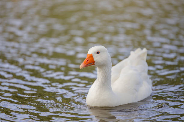 istock Domestic goose (Anser anser domesticus) swimming in a lagoon. 2157165118