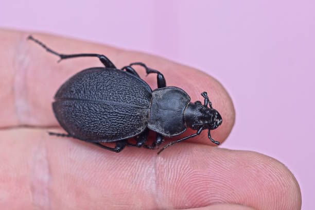 one large black beetle sits on the fingers on the hand on a pink background