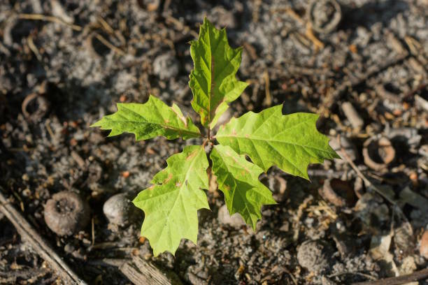 istock one small oak tree with green leaves on gray ground 2157165728