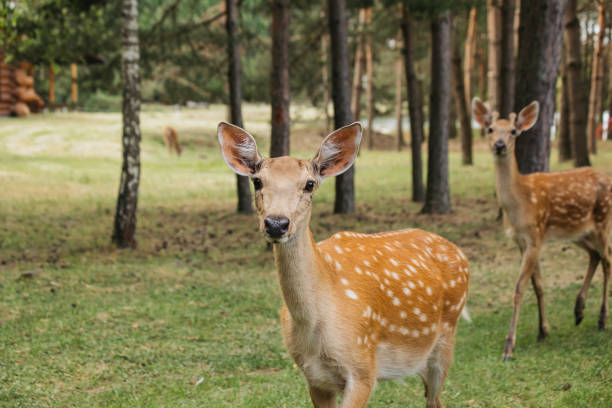 istock Two Beautiful Deer Walking in Natural Parkland 2157166129