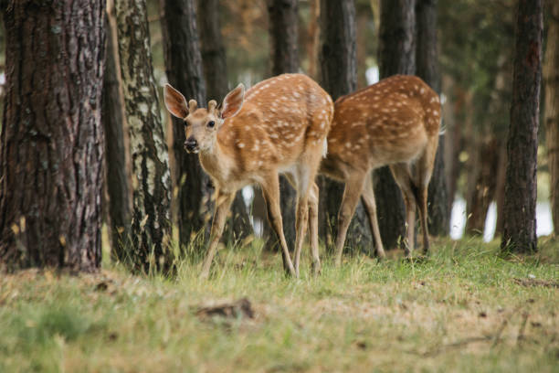 Two beautiful deer are gracefully walking through a natural parkland, surrounded by lush greenery and open spaces. This serene scene captures the elegance of wildlife in a peaceful environment