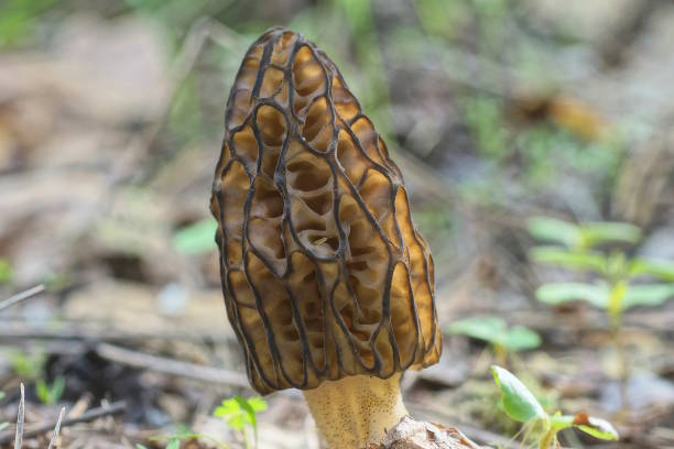 istock one large brown morel mushroom grows in the ground 2157166582