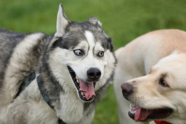 Labrador retriever playing with husky on the grass in park