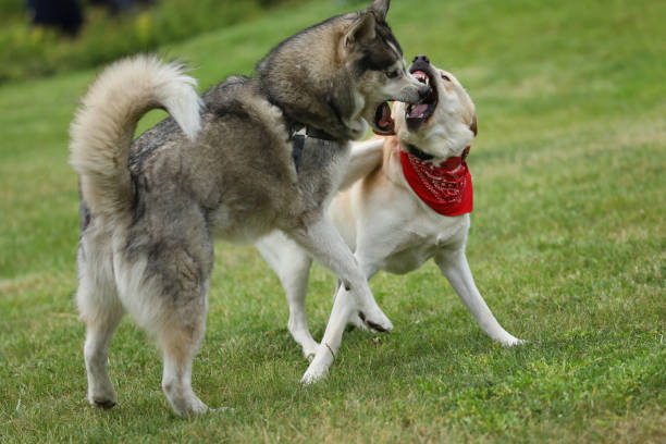 istock Labrador retriever and husky in the park 2157166925