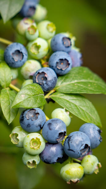 istock Blueberries - Vaccinium corymbosum in the garden 2157166943