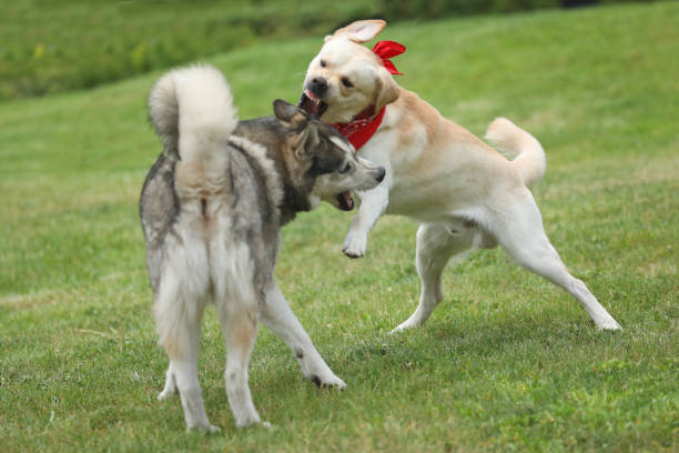 Labrador retriever playing with husky on the grass in park