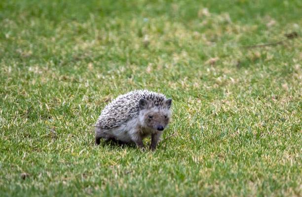 istock North African Hedgehog, Atelerix algirus, on a lawn 2157167019