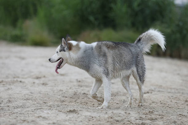 Cute husky dog playing on the beach
