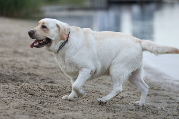 A black Labrador retriever dog on a background of natural greenery. A pet, an animal