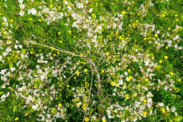 Cherry tree with white flowers in bloom in forest