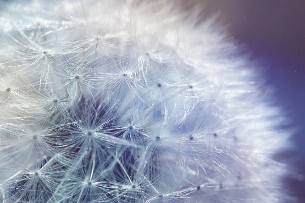 white dandelion with umbrella seeds on a colored background, natural textures
