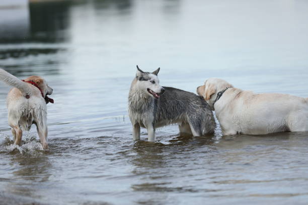 Labrador retriever and husky playing in the water in summer park