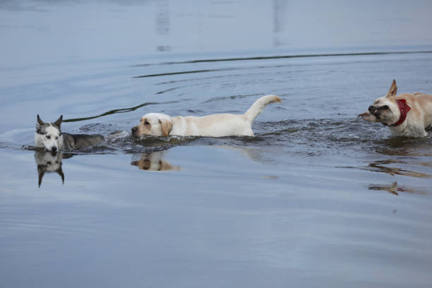 Labrador retriever and husky playing in the water in summer park