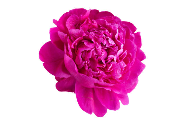 istock part of a pink peony flower on a white background 2157171212