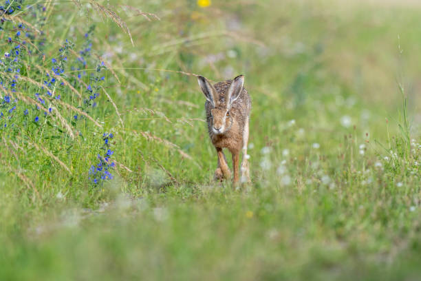 istock European hare (Lepus europaeus) Brown hare hopping in motion in a meadow 2157171435