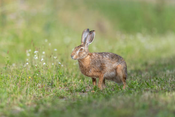 istock European hare (Lepus europaeus) Brown hare hopping in motion in a meadow 2157171455