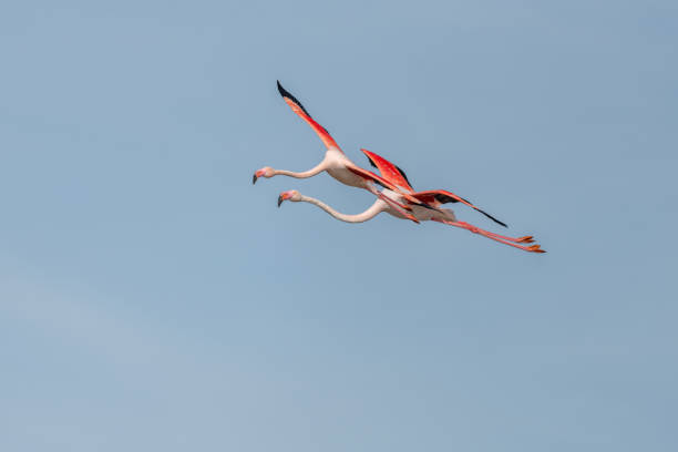 Two flamingos (Phoenicopterus roseus) flying in the blue sky in spring. Saintes Maries de la Mer, Parc naturel regional de Camargue, Arles, Provence Alpes Cote d'Azur, France.