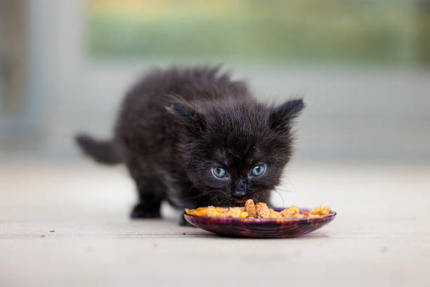 The kitten eating cat food