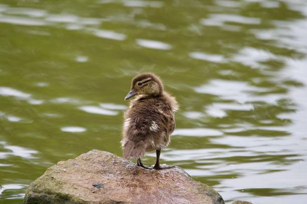 Cute fluffy mallard duck duckling