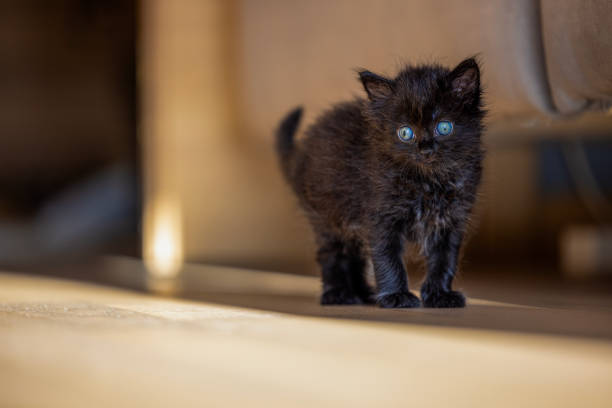 A British kitten gazing directly into the camera lens