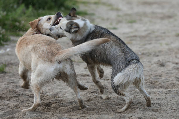 istock Labrador and husky playing in the sand 2157172243