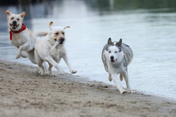 Labrador retriever and husky playing on the beach