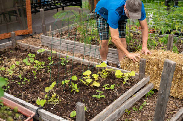 istock Man putting straw in vegetable garden 2157172945