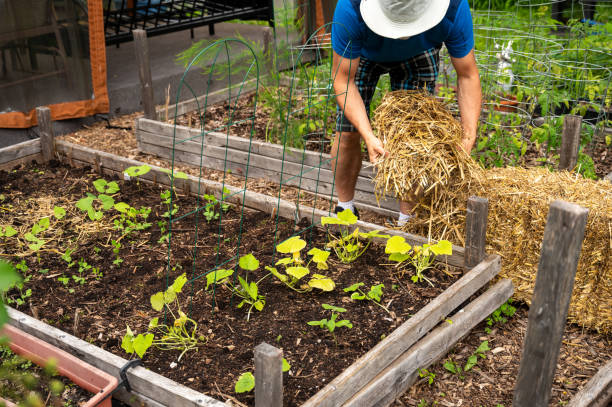 istock Man putting straw in vegetable garden 2157173032