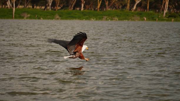 istock hunting fish eagle attack in Lake Naivasha 2157173339