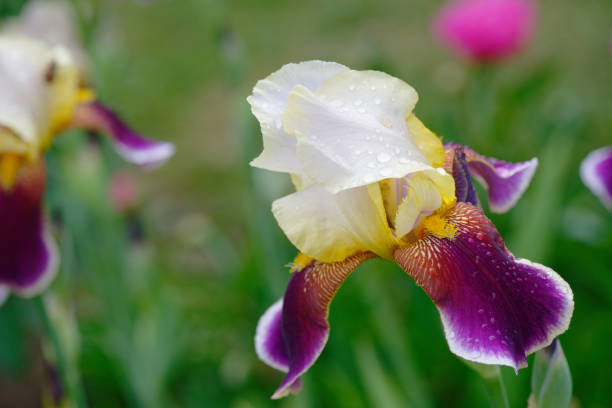A garden of beautiful irises in bloom. Shallow depth of field. Shot with a Canon 5D Mark IV.