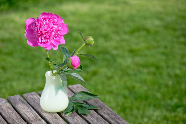 istock Peony flowers in the garden 2157173507