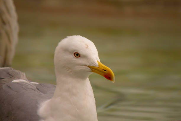Seagull in the background the sea.