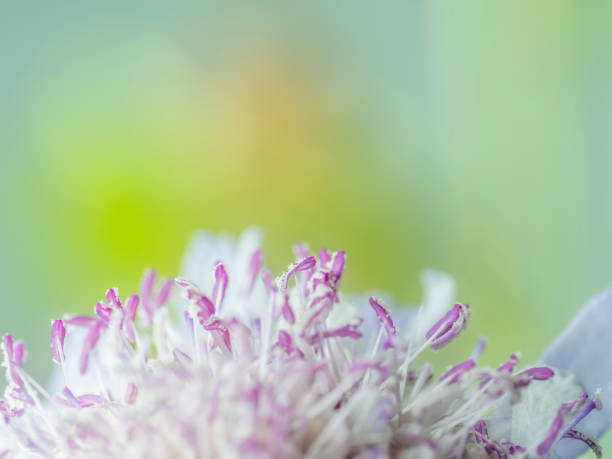 Macrophotography, close-up of small wild flower