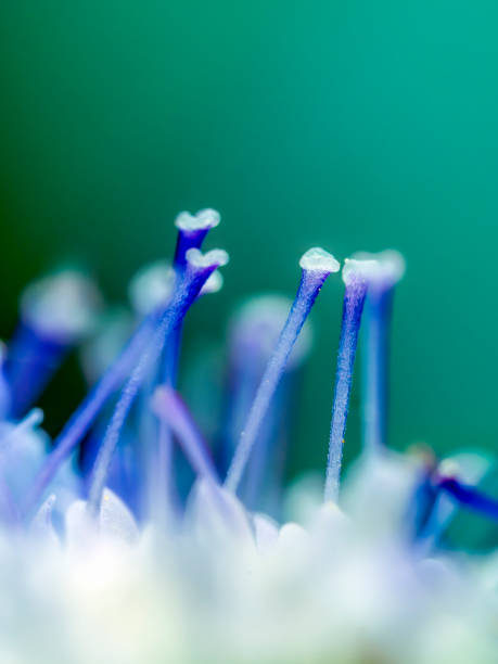 Macrophotography, close-up of small wild flower