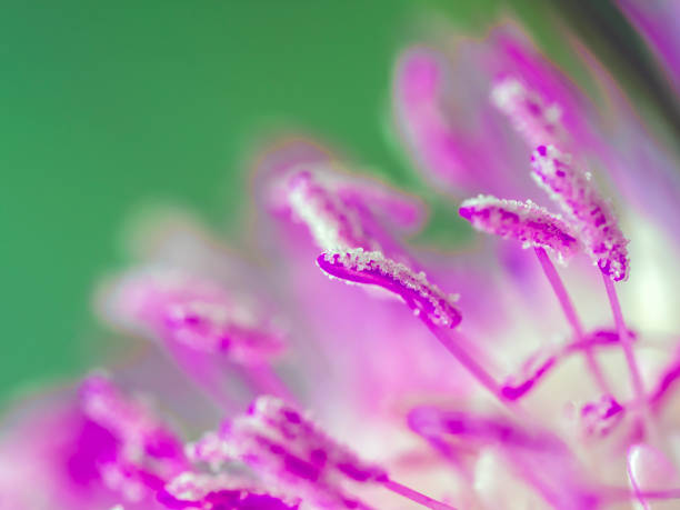 Macrophotography, close-up of small wild flower