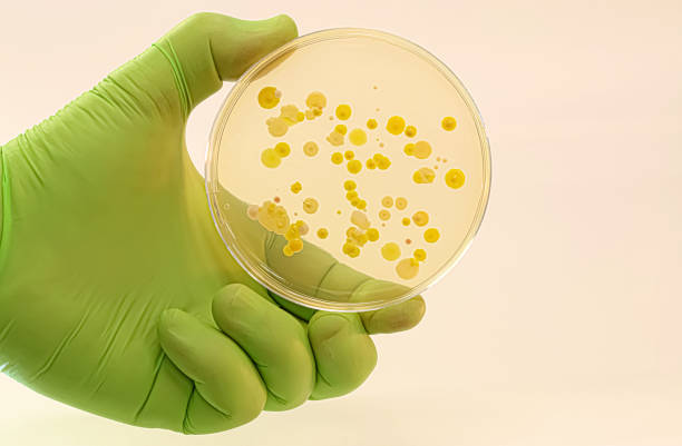istock Green with a Petri dish containing colonies of microbes 2157174718
