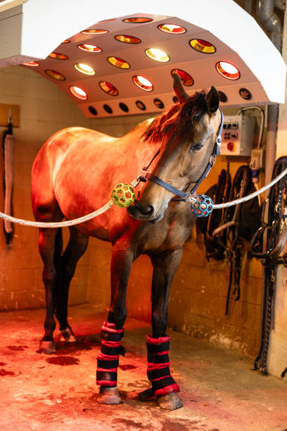 Horse receiving infrared light therapy in the stable, using heat to aid in muscle recovery and bone health after exercise.
