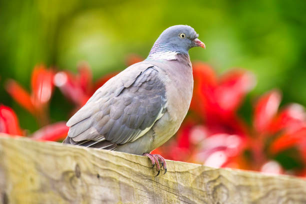 Pigeon