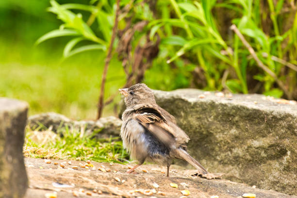 House Sparrow eating a seed in a Summer garden.
