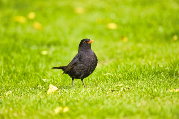 Blackbird in a Summer garden enjoying the sunshine.